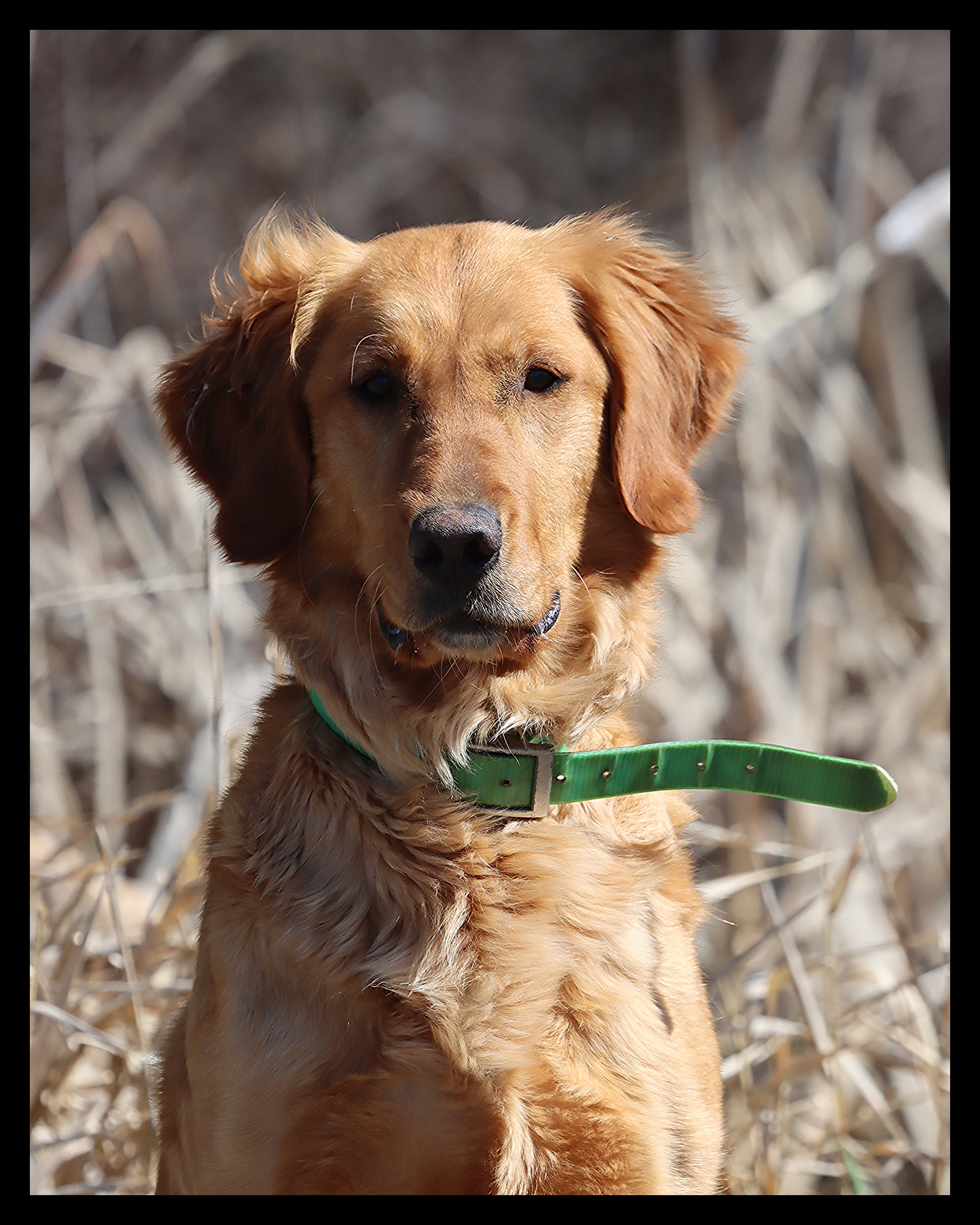 Harley, a SkyRiver Golden girl